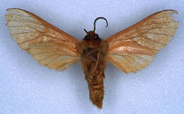 /filer/webapps/moths/media/images/N/nigricornis_Metarctia_HT_RMCA_02.jpg