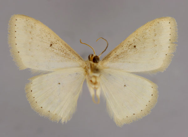 /filer/webapps/moths/media/images/N/nigricornis_Scopula_HT_ZSM_02.jpg