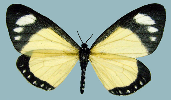 /filer/webapps/moths/media/images/N/nigricosta_Aletis_AF_ZSM.jpg