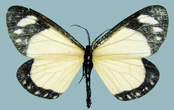 /filer/webapps/moths/media/images/N/nigricosta_Aletis_AM_ZSMa.jpg