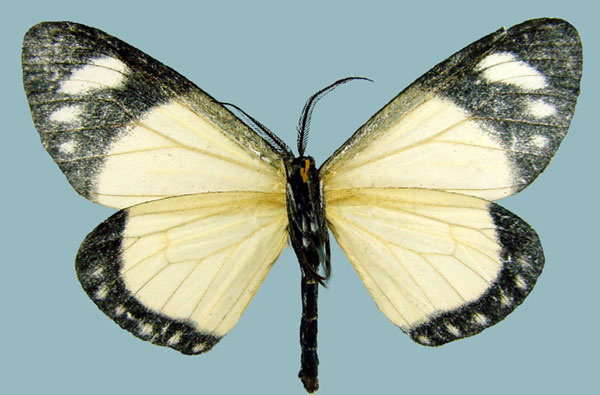 /filer/webapps/moths/media/images/N/nigricosta_Aletis_AM_ZSMb.jpg