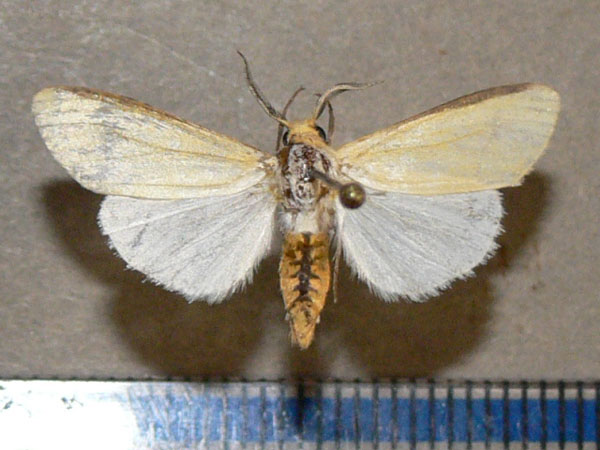 /filer/webapps/moths/media/images/N/nigricosta_Logunovium_A_Goff_01.jpg