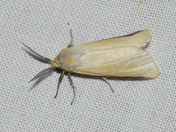 /filer/webapps/moths/media/images/N/nigricosta_Logunovium_A_Goff_02.jpg