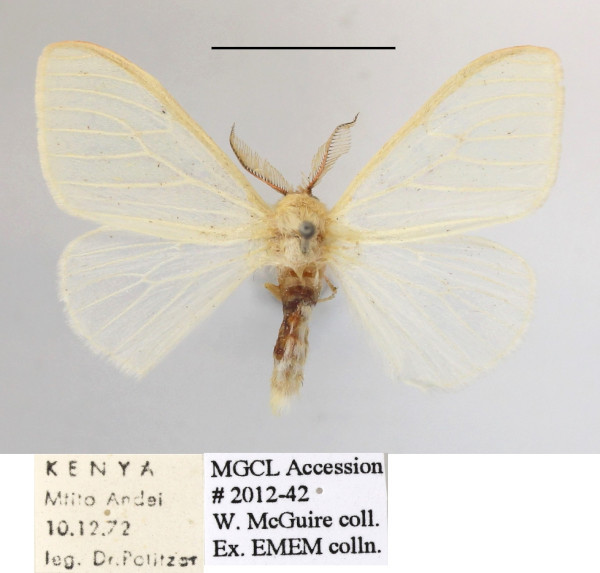 /filer/webapps/moths/media/images/N/nigricosta_minima_Olapa_A_MGCLa_01.JPG