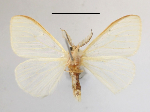 /filer/webapps/moths/media/images/N/nigricosta_minima_Olapa_A_MGCLb_01.JPG