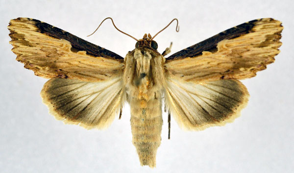 /filer/webapps/moths/media/images/N/nigricostata_Neostichtis_AM_NHMO.jpg