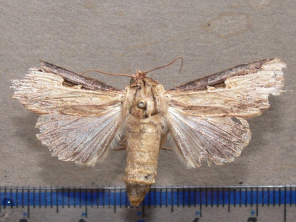 /filer/webapps/moths/media/images/N/nigricostata_Neostichtis_A_Goff_01.jpg