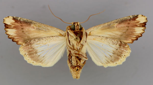 /filer/webapps/moths/media/images/N/nigricostata_Neostichtis_A_RMCA_02.jpg