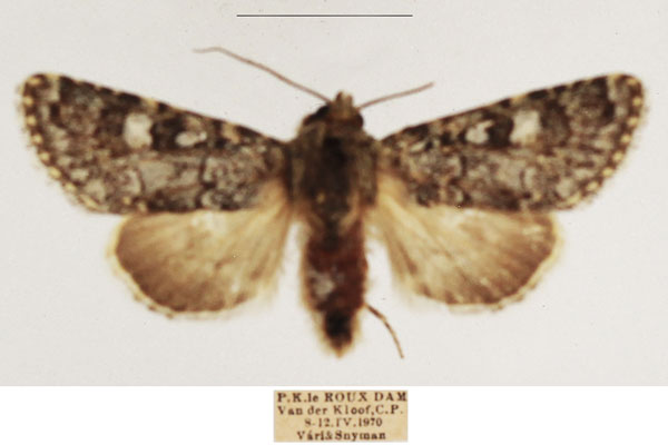 /filer/webapps/moths/media/images/N/nigridentata_Hypotype_AM_TMSA_01.jpg