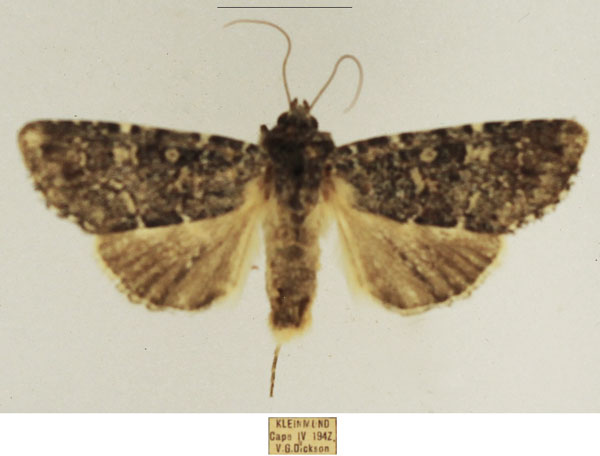/filer/webapps/moths/media/images/N/nigridentata_Hypotype_AM_TMSA_02.jpg