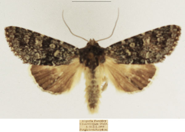 /filer/webapps/moths/media/images/N/nigridentata_Hypotype_AM_TMSA_03.jpg