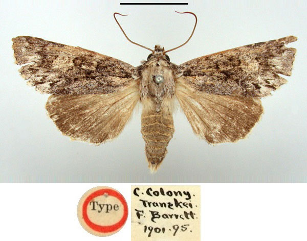 /filer/webapps/moths/media/images/N/nigridentata_Polia_HT_BMNH.jpg