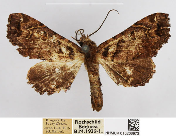 /filer/webapps/moths/media/images/N/nigridentula_Eutelia_AM_NHMUK.jpg