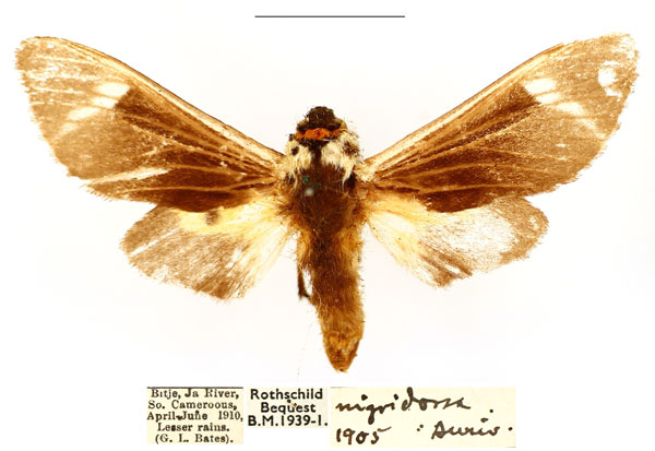 /filer/webapps/moths/media/images/N/nigridorsa_Casphalia_A_BMNH_qaTscOu.jpg