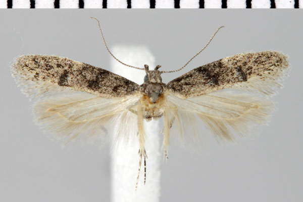 /filer/webapps/moths/media/images/N/nigrifasciata_Parapsectris_HT_ZMHB.jpg