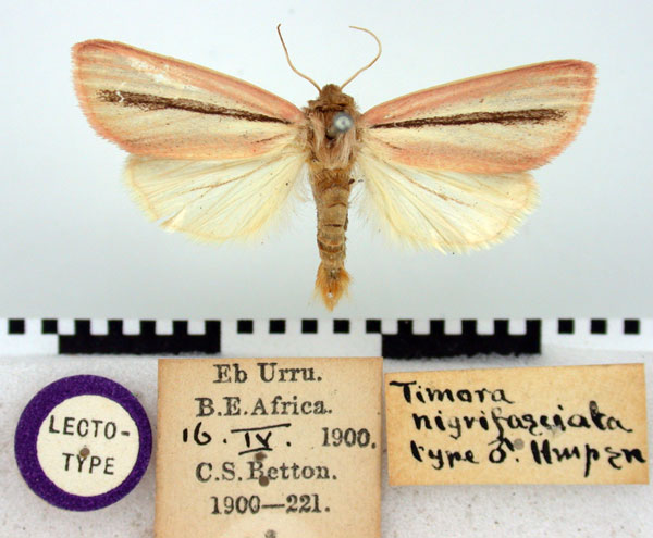 /filer/webapps/moths/media/images/N/nigrifasciata_Timora_LT_BMNH.jpg