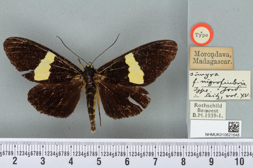 /filer/webapps/moths/media/images/N/nigrifimbriata_Rothia_HT_BMNHa.jpg