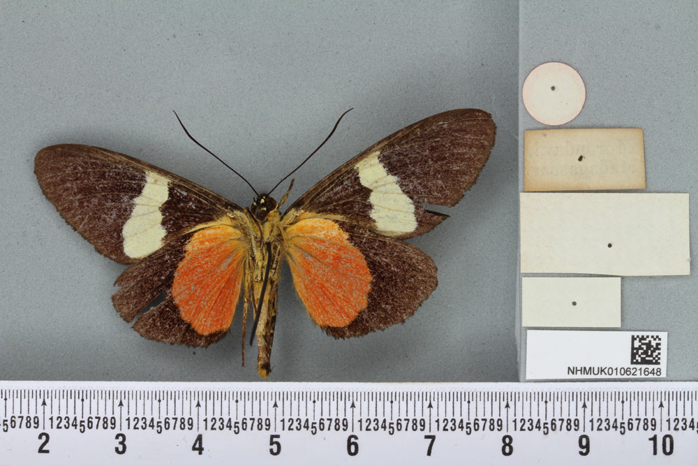 /filer/webapps/moths/media/images/N/nigrifimbriata_Rothia_HT_BMNHb.jpg