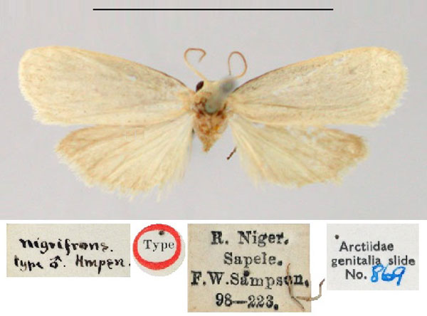 /filer/webapps/moths/media/images/N/nigrifrons_Poliosia_ST_BMNH.jpg