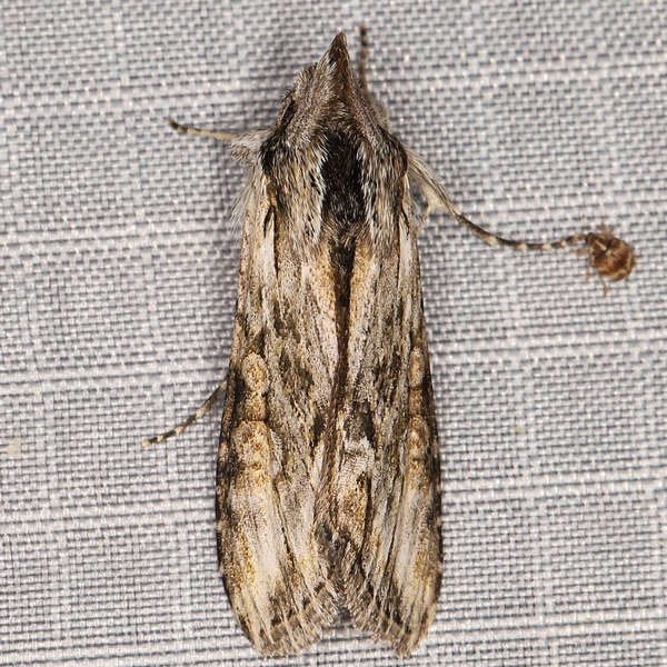/filer/webapps/moths/media/images/N/nigrilinea_Cucullia_A_Heyns_01.JPG