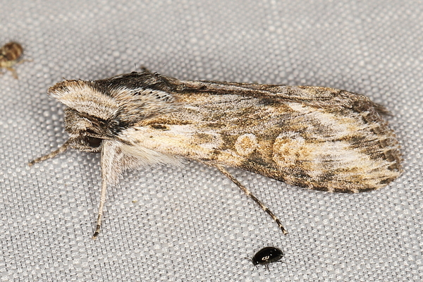 /filer/webapps/moths/media/images/N/nigrilinea_Cucullia_A_Heyns_02.JPG