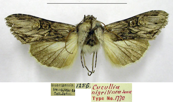 /filer/webapps/moths/media/images/N/nigrilinea_Cucullia_HT_TMSA_mNiEZX5.jpg