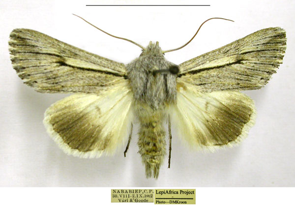 /filer/webapps/moths/media/images/N/nigrilineata_Ectochela_AM_TMSA.jpg