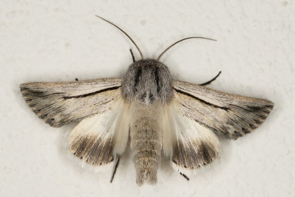 /filer/webapps/moths/media/images/N/nigrilineata_Ectochela_A_Heyns_01.JPG
