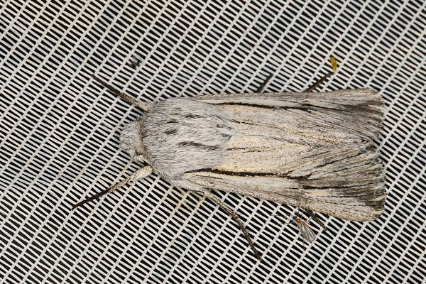 /filer/webapps/moths/media/images/N/nigrilineata_Ectochela_A_Heynsa.jpg