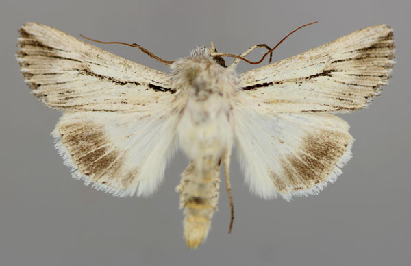 /filer/webapps/moths/media/images/N/nigrilineata_Ectochela_A_RMCA_01.jpg
