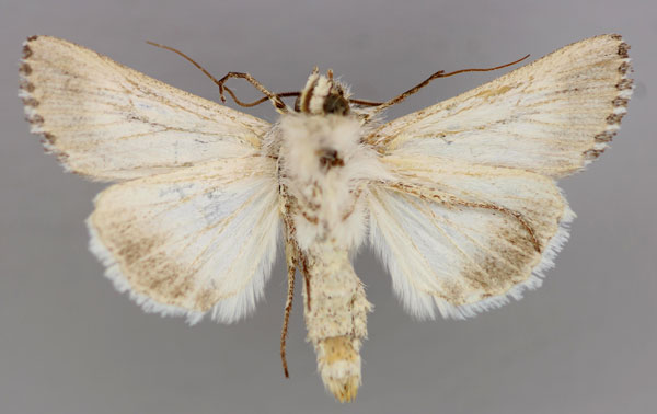 /filer/webapps/moths/media/images/N/nigrilineata_Ectochela_A_RMCA_02.jpg