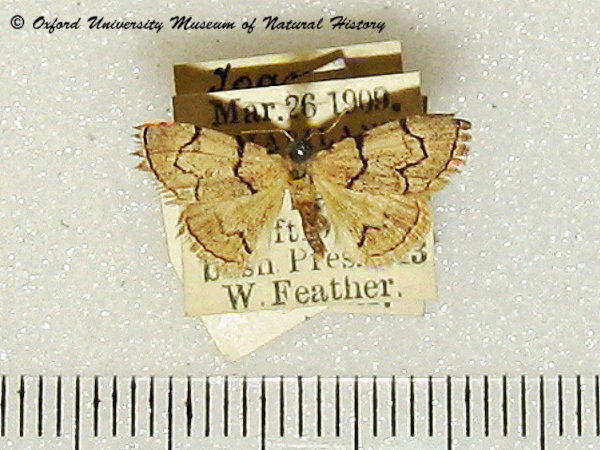 /filer/webapps/moths/media/images/N/nigrilineata_Tegiapa_A_OUMNH.jpg