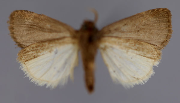 /filer/webapps/moths/media/images/N/nigrilla_Athetis_HT_RMCA_02.jpg