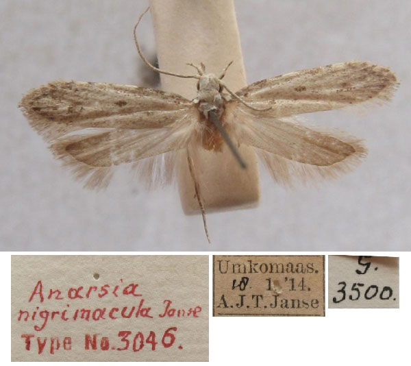 /filer/webapps/moths/media/images/N/nigrimacula_Anarsia_HT_TMSA.jpg