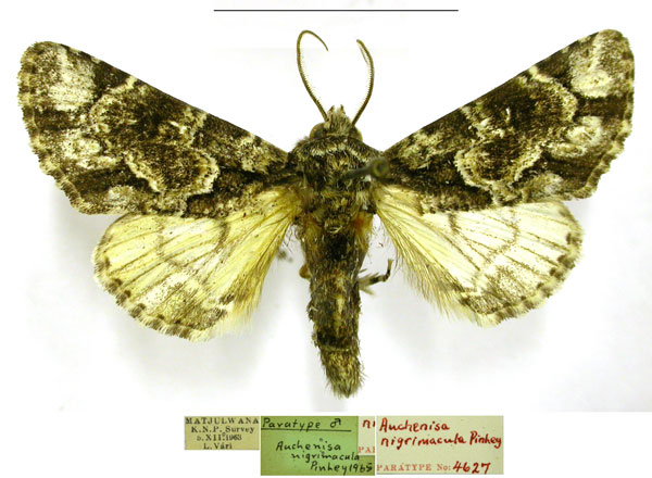 /filer/webapps/moths/media/images/N/nigrimacula_Auchenisa_PTM_TMSA.jpg