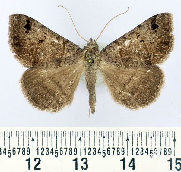 /filer/webapps/moths/media/images/N/nigrimacula_Mocis_A_BMNH.jpg