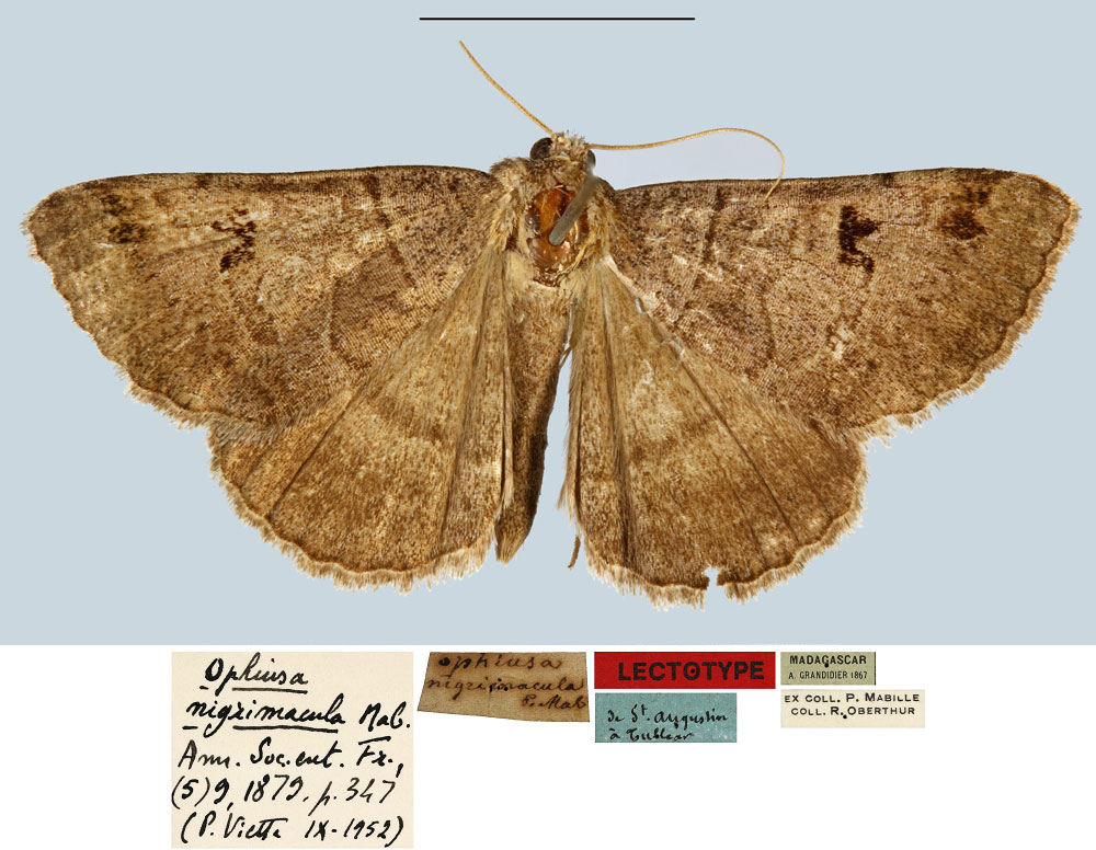 /filer/webapps/moths/media/images/N/nigrimacula_Ophiusa_LT_MNHN.jpg