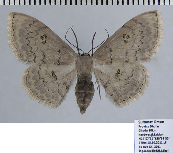 /filer/webapps/moths/media/images/N/nigrimacula_Somatina_AF_ZSM.jpg