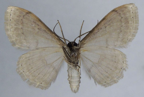 /filer/webapps/moths/media/images/N/nigrimacula_Somatina_AM_ZSMb.jpg