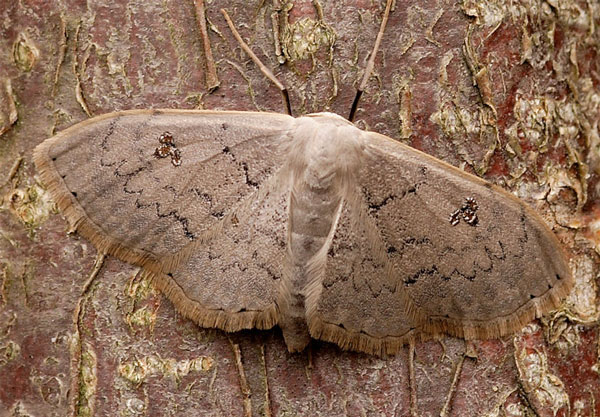 /filer/webapps/moths/media/images/N/nigrimacula_Somatina_A_ZSM.jpg