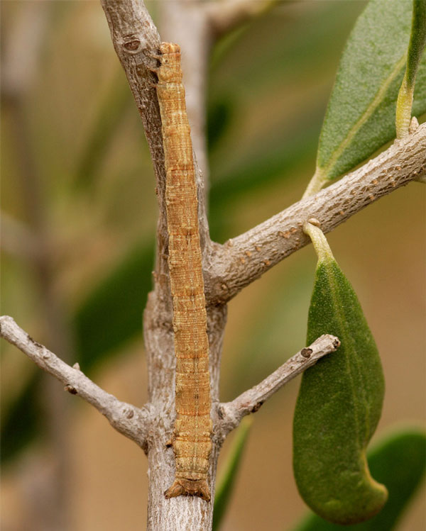 /filer/webapps/moths/media/images/N/nigrimacula_Somatina_C_ZSM.jpg