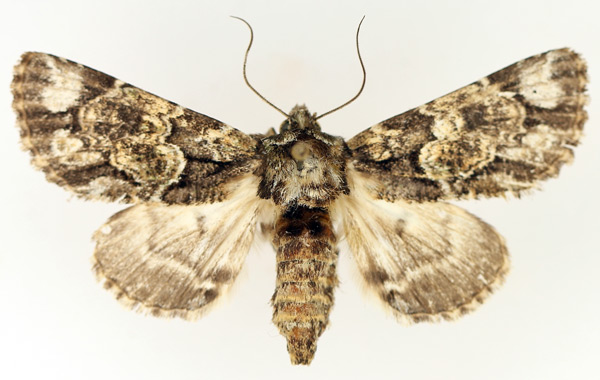 /filer/webapps/moths/media/images/N/nigrimacula_Thiacidas_AF_TMSA_01.jpg