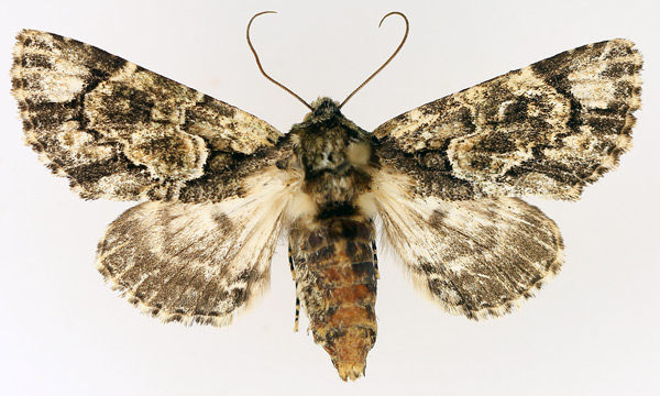 /filer/webapps/moths/media/images/N/nigrimacula_Thiacidas_AF_TMSA_02.jpg