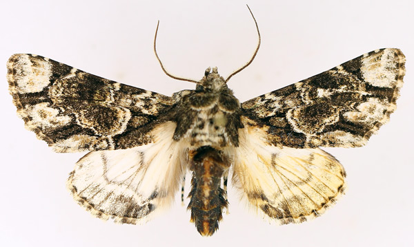 /filer/webapps/moths/media/images/N/nigrimacula_Thiacidas_AM_TMSA_01.jpg
