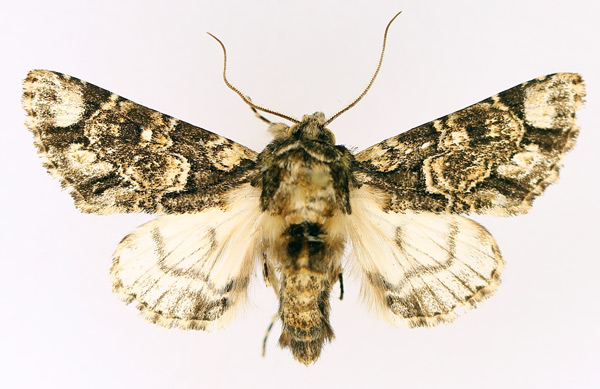 /filer/webapps/moths/media/images/N/nigrimacula_Thiacidas_AM_TMSA_02.jpg