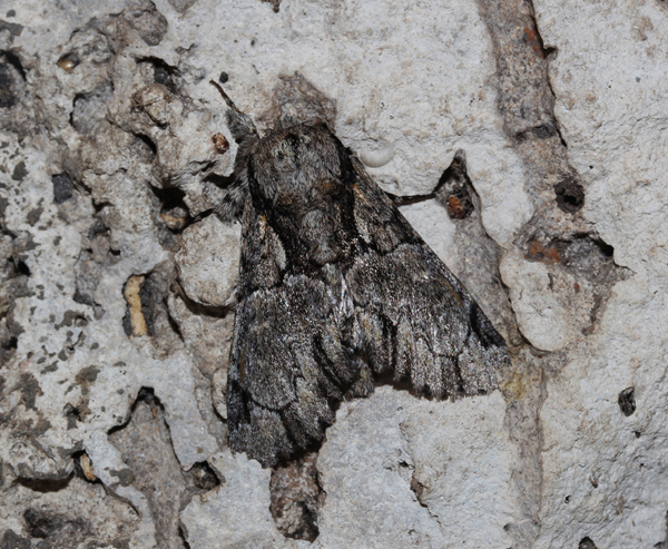 /filer/webapps/moths/media/images/N/nigrimacula_Thiacidas_A_Roland_06.jpg