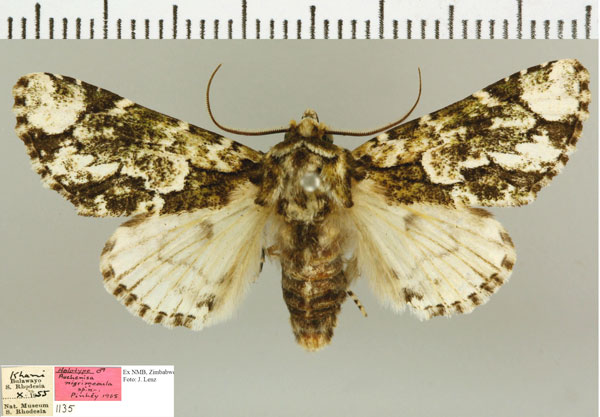 /filer/webapps/moths/media/images/N/nigrimacula_Thiacidas_HT_NMB.jpg