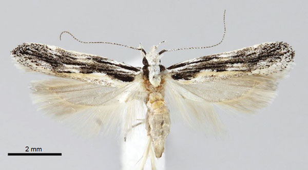 /filer/webapps/moths/media/images/N/nigrinervis_Tricerophora_PT_ZMHB.jpg