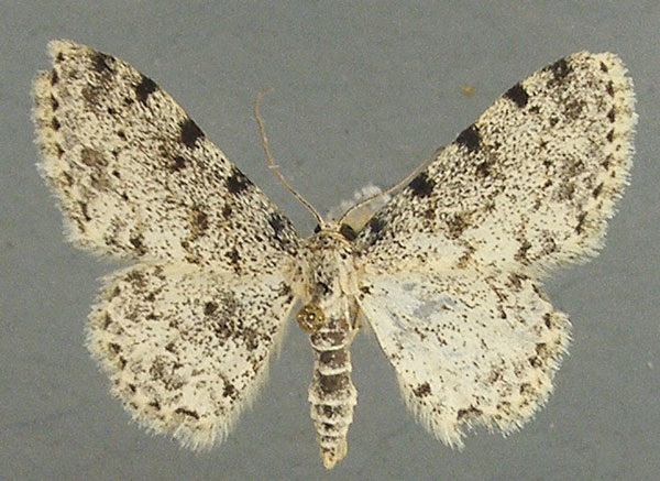 /filer/webapps/moths/media/images/N/nigrinotata_Scopula_AM_TMSA_01.jpg