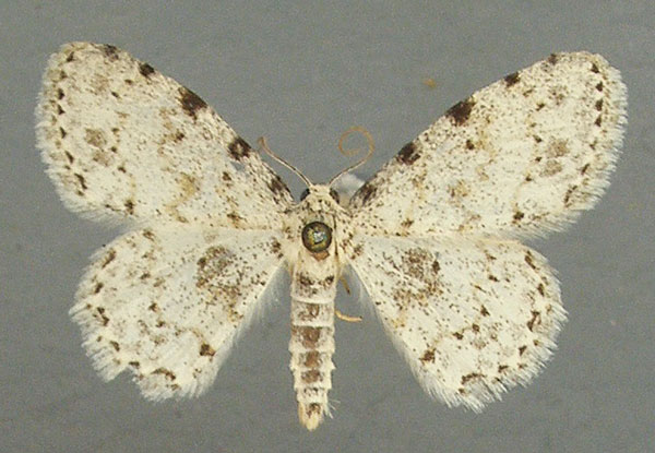 /filer/webapps/moths/media/images/N/nigrinotata_Scopula_AM_TMSA_02.jpg